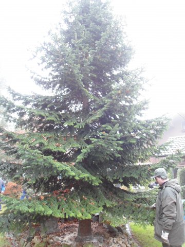 Christbaum 2011